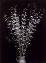 Image no. 133: Branches dans une cruche (Constantin Brancusi), code=S, ord=39, date=1933 -34
