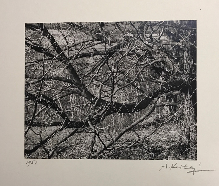 Image no. 213: Brewster, Conn (Andre Kertesz), code=S, ord=240, date=1953